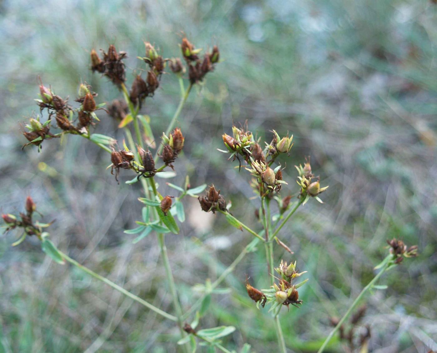 Centaury, Common fruit